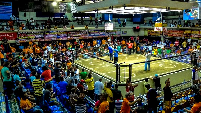 Live Sabong Cockfighting Derby on Pinoy 777 Slots